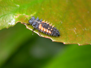 Larva of the Harlequin Ladybird, Harmonia axyridis